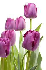 Image showing Set of Purple Tulips