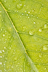 Image showing Close Up Leaf & Water Drops
