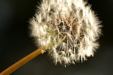 Image showing Dandelion Macro Shot