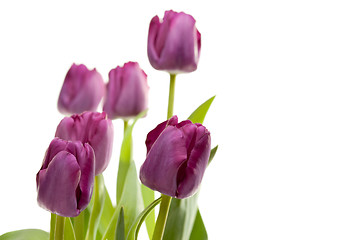 Image showing Set of Purple Tulips