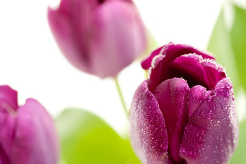 Image showing Set of Purple Tulips