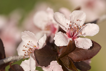 Image showing Early Spring Pink Tree Blossoms