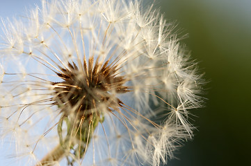 Image showing Dandelion Macro Shot