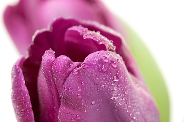 Image showing Macro of Purple Tulips with Water Drops