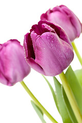 Image showing Set of Purple Tulips