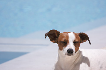 Image showing Poolside Meditation