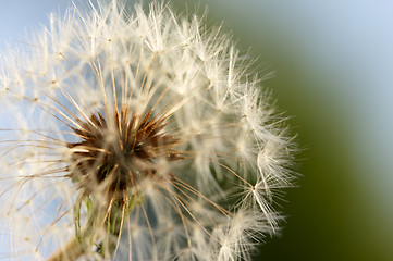 Image showing Dandelion Macro Shot