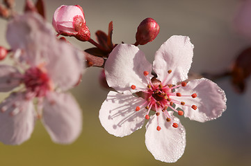 Image showing Early Spring Pink Tree Blossoms