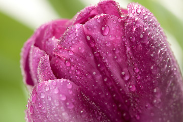 Image showing Macro of Purple Tulips with Water Drops