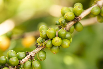 Image showing Coffee Beans on the Branch