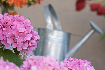 Image showing Beautiful Hydrangea Blossoms