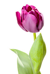 Image showing Set of Purple Tulips