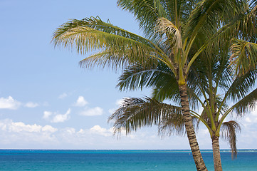 Image showing Palm Trees and Tropical Waters