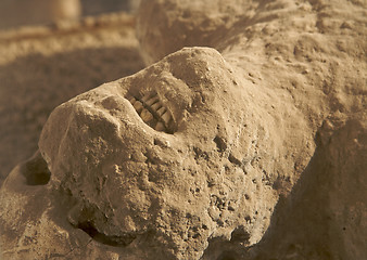 Image showing Ancient Human Remains