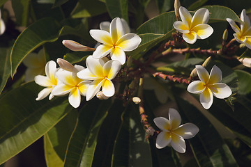 Image showing Yellow Plumeria Flowers