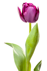 Image showing Set of Purple Tulips