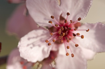 Image showing Early Spring Pink Tree Blossoms