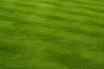 Image showing Fresh Cut Grass