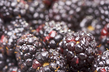 Image showing Macro Blackberries with Water Drops