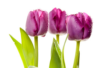 Image showing Set of Purple Tulips