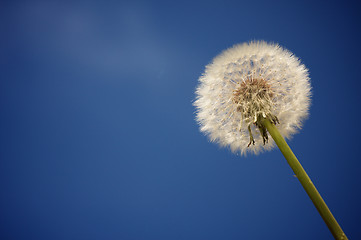 Image showing Dandelion Against Deep Blue Sky