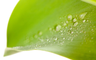 Image showing Macro of Water Drops on Tulip Leaf