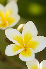 Image showing Yellow Plumeria Flowers