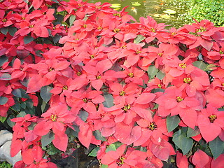 Image showing Flowers in Pattaya, Thailand