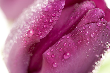 Image showing Macro of Purple Tulips with Water Drops