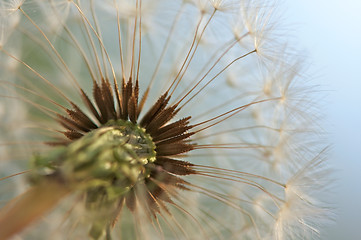 Image showing Dandelion Macro Shot