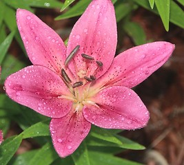 Image showing Pink Lily