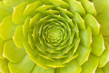 Image showing Beautiful Succulent Abstract