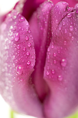 Image showing Macro of Purple Tulips with Water Drops