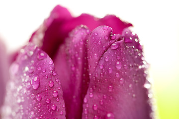 Image showing Macro of Purple Tulips with Water Drops