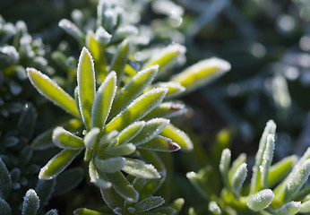 Image showing Morning Frost Crystals on Iceplant