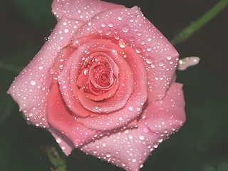 Image showing Pink Rose