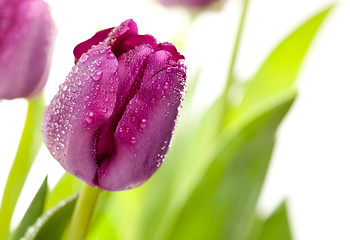 Image showing Macro of Purple Tulips with Water Drops