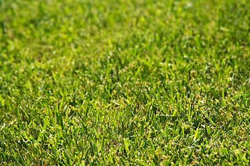 Image showing Lush Green Grass