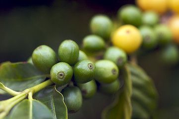 Image showing Coffee Beans on the Branch