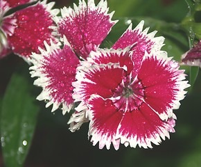 Image showing Red,White,Pink