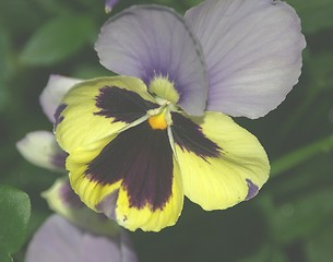 Image showing yellow/Purple