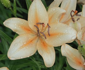 Image showing Yellow & Orange lily