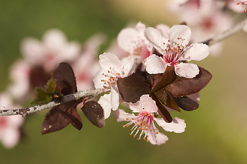 Image showing Early Spring Pink Tree Blossoms