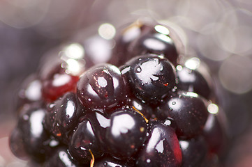 Image showing Macro Blackberry with Water Drops