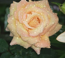 Image showing Yellow Rose