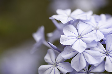 Image showing Purple Spring Flower Blossom