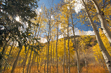 Image showing Colorful Aspen Pines