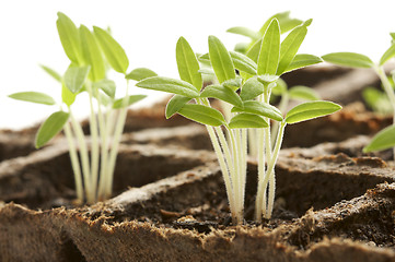 Image showing Sprouting Plants