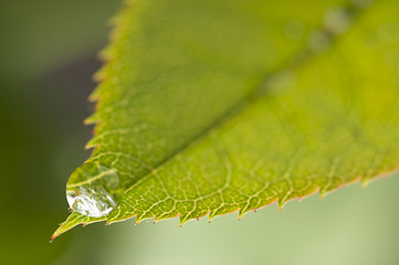 Image showing Close Up Leaf & Water Drops