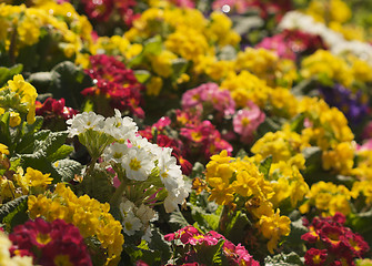 Image showing Spring Flower Bed